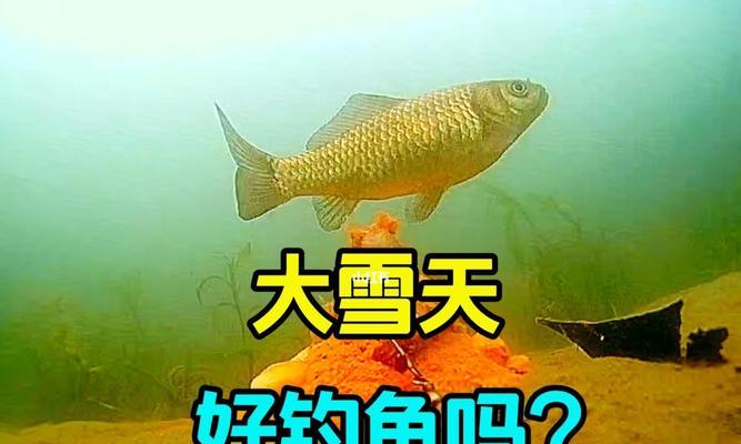 深海钓鱼技巧（探索40米水下的丰富渔场）