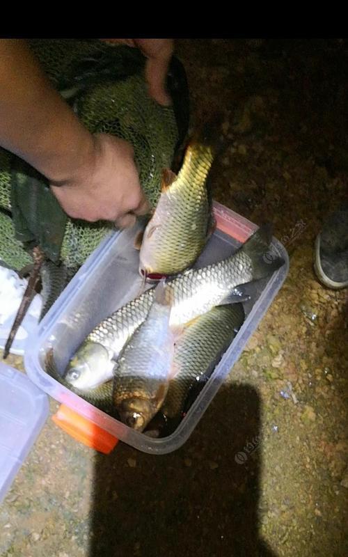 夜钓鲫鱼的最佳时间和技巧（4月份的夜钓鲫鱼，抓住最佳时机）