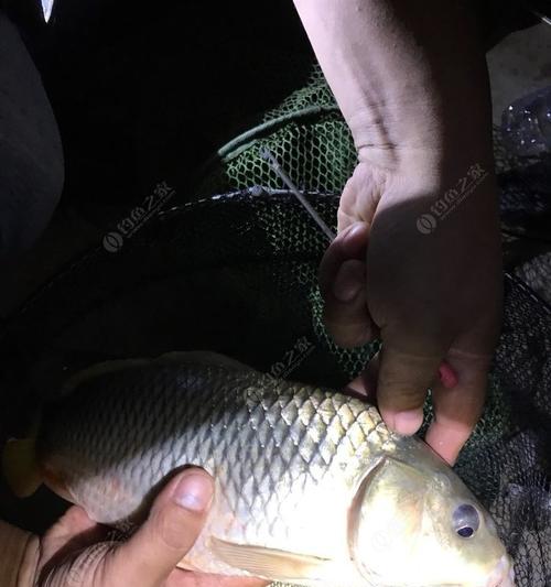 掌握六个夜钓鲤鱼的技巧（让你在夜晚钓鲤鱼事半功倍）