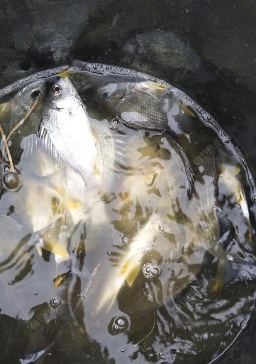 海竿沉底钓腊鱼的技巧（掌握关键技巧，让你成为腊鱼钓手）