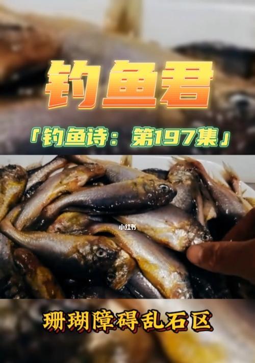 午饭后的钓鱼技巧（享受午后时光，尽享钓鱼乐趣）