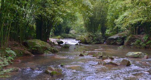 赤水溪流钓鱼技巧（掌握钓鱼技巧，畅享赤水溪美景）