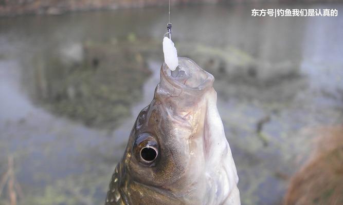 初春钓野生鲫鱼的技巧（掌握钓鲫鱼的技巧，快乐初春垂钓）