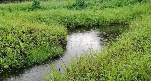 初春小雨钓鱼技巧（解密钓鱼的好时机-初春小雨）