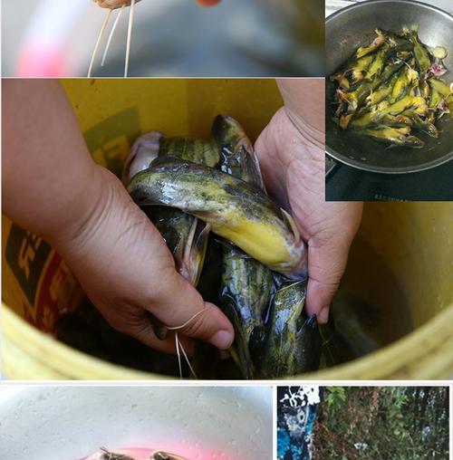 初春野钓黄骨鱼技巧教学（揭秘黄骨鱼捕捞的窍门，让你成为钓鱼高手！）