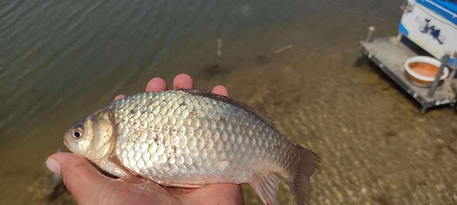 初春野钓开饵技巧与方法（钓鱼宝典，初春垂钓必备）