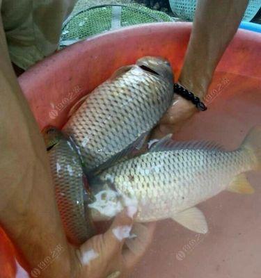 初春野河钓鲤鱼技巧（鲤鱼钓法、装备和技巧详解）