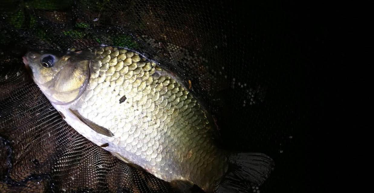 初春夜钓鲤鱼技巧（初春夜钓鲤鱼的秘密武器及实用技巧）