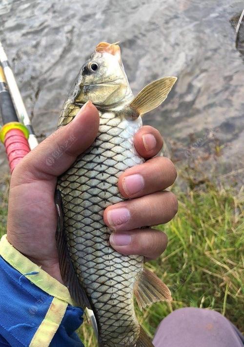 初冬大水面野钓鲫鱼技巧（初冬大水面野钓鲫鱼的诀窍，你一定要掌握！）