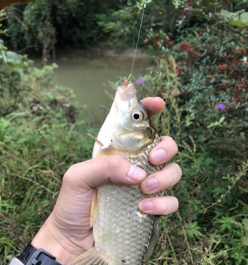 初冬大水面野钓鲫鱼技巧（初冬大水面野钓鲫鱼的诀窍，你一定要掌握！）