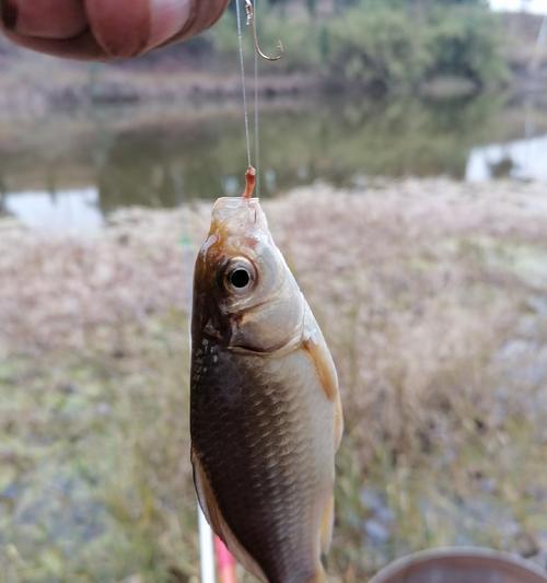 深秋初冬红虫钓鱼技巧（挑选合适的装备与饵料，提升钓鱼效果）