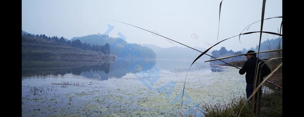 初冬小雨天野钓鲤鱼技巧（雨中独醉，钓鲤技法尽在其中）