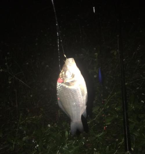 初冬夜钓野钓鲫鱼技巧（初冬夜钓鲫鱼技巧，助你提升收获率）