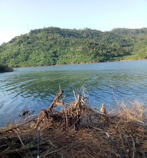 初秋水库海竿野钓鲤鱼技巧与方法（初秋适合的鲤鱼钓法和注意事项）