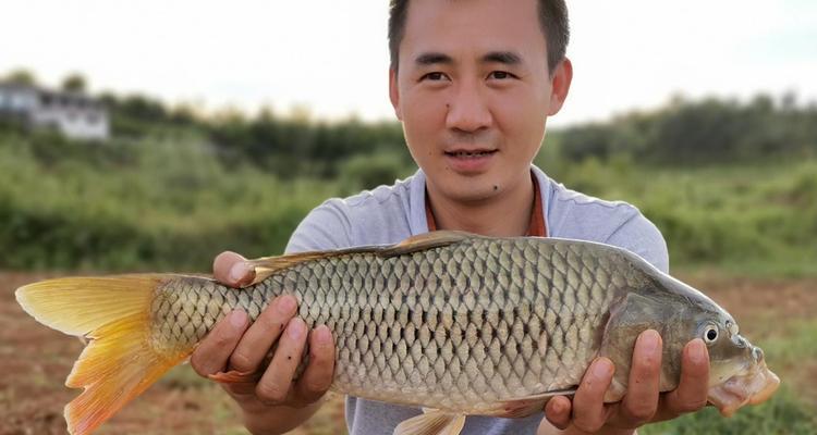 春季4月野钓鲫鱼技巧（挑选合适鱼饵，提高钓鲫鱼的成功率）