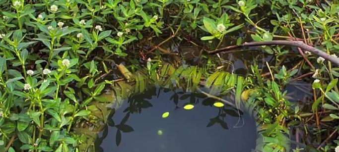 春季草洞钓鱼技巧（掌握钓鱼技巧，收获丰富渔获）