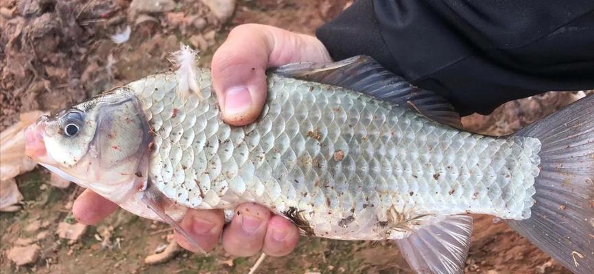 春季黄河钓鱼技巧——满载而归（体验黄河之水，品味丰收之果）