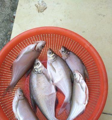 春季急流水钓鳊鱼技巧（挑战春季急流水钓鳊鱼，掌握这些技巧才能成功！）