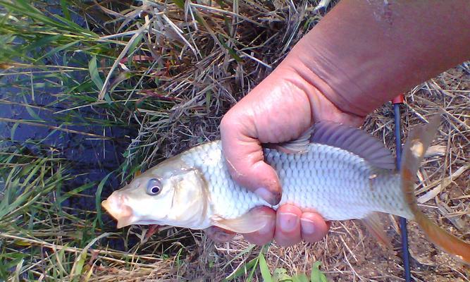 三月春季野钓鲫鱼技巧（春季鲫鱼钓法大揭秘｜钓点、饵料、装备全攻略）