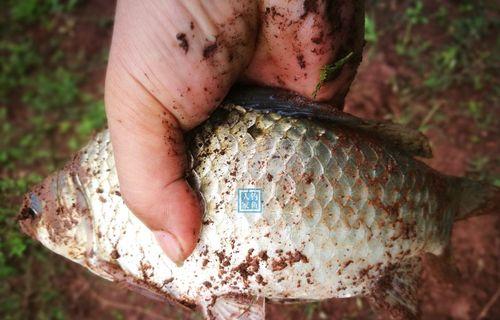 春季水库黄颡鱼垂钓技巧（掌握这些技巧，让你在春季水库垂钓黄颡鱼更加得心应手！）