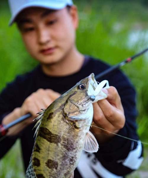 春季野钓鳜鱼技巧（探秘春季鳜鱼钓法，助你斩获丰收！）