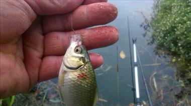 春季野钓鲫鱼的选位技巧和方法（找准温暖水域，提升钓鲫鱼的成功率）