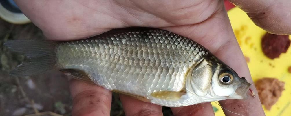 四海钓鱼春季野钓鲫鱼技巧（熟悉鱼种特点，提高钓鱼效果）