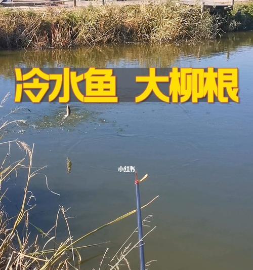 大洪水过后的河道钓鱼技巧（解锁高效钓鱼秘籍，享受洪灾后的丰盛渔获）