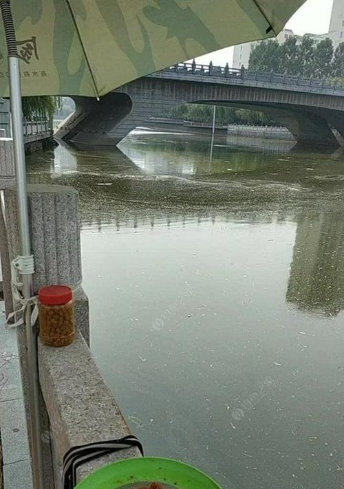 大湖面野钓鲫鱼的技巧（掌握钓鲫鱼的要诀，享受大湖面的乐趣）