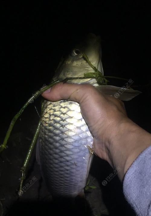 大湖夜钓大鲤鱼技巧（揭秘夜晚湖中捕捞大鲤鱼的绝技）