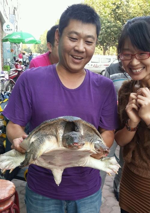 大甲鱼钓鱼技巧（探秘大甲鱼的捕捞技巧与窍门）