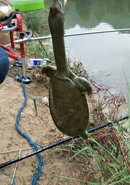 夏季大棚钓鱼技巧教学（掌握技巧，畅享夏日钓鱼乐趣）