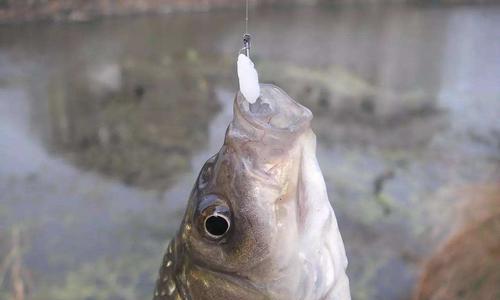 大水钓鱼的注意事项及技巧（应对大水情况下钓鱼的关键要点）