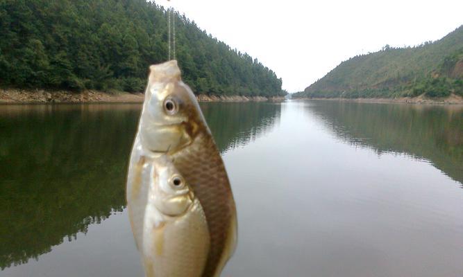 大水库手竿钓鱼技巧（提高钓鱼成功率，让你成为钓鱼高手！）