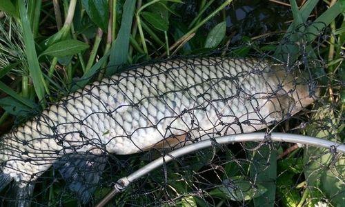 大水面野钓草鱼的技巧（掌握钓点选择、调漂与饵料运用的关键技巧）