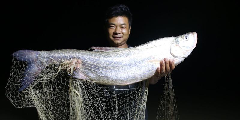 大水面野钓翘嘴鱼技巧与方法（掌握水面鱼群活动规律，提高钓鱼效果）