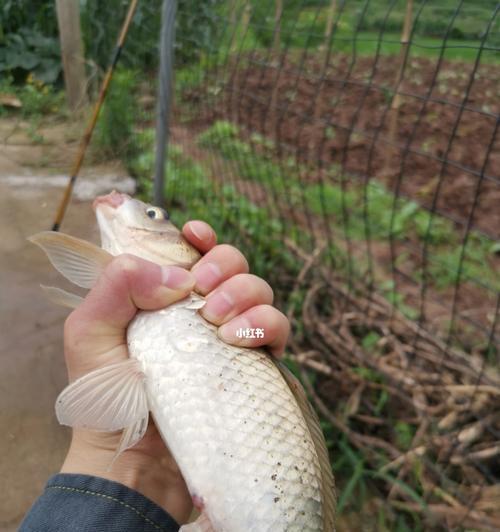 大鱼塘水库钓鱼技巧（挑选正确的饵料是钓鱼成功的关键）