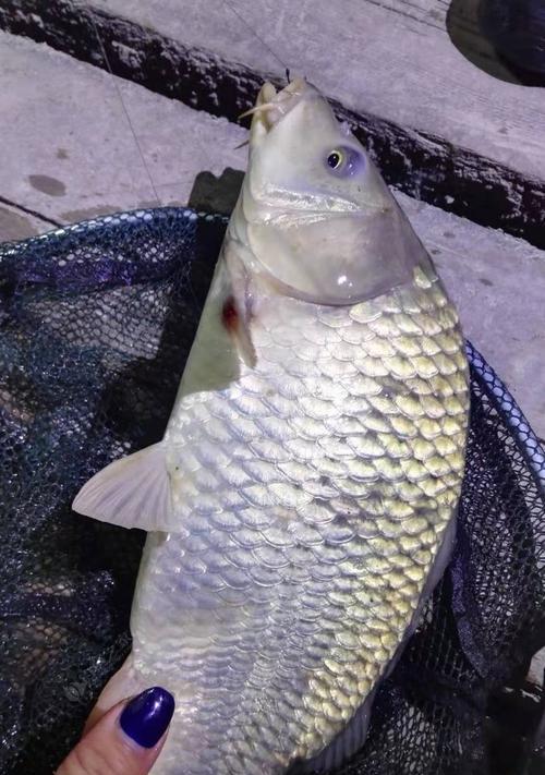 大鱼塘夜钓鲤鱼技巧（掌握这些技巧，让你在大鱼塘夜钓鲤鱼更加得心应手！）