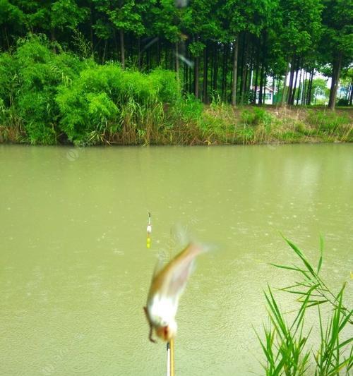 大雨天过后钓鱼技巧（湿地环境下的钓鱼宝典）