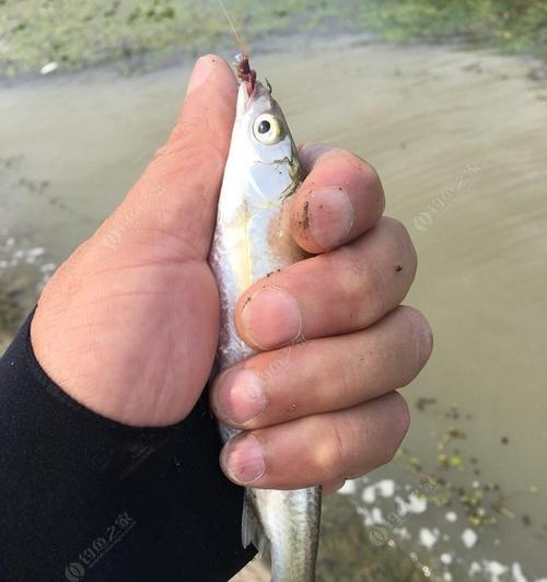 倒钓浮水虾的技巧与要领（掌握倒钓浮水虾，轻松提升钓鱼技术水平）