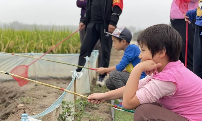 稻田地里钓鱼技巧教程（稻田钓鱼的乐趣与技巧）