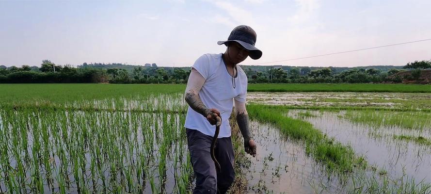 稻田钓鱼技巧大全（乐趣无限，技法精通）