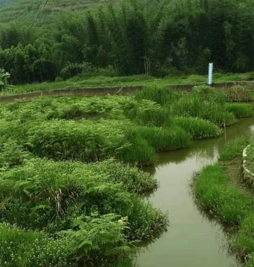 稻田钓鱼技巧大揭秘（掌握关键技巧，畅享稻田钓鱼乐趣！）