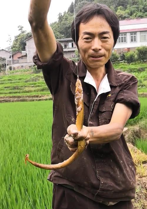 稻田钓鱼技巧大揭秘（掌握关键技巧，畅享稻田钓鱼乐趣！）