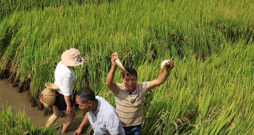 稻田钓鱼的最佳方法与技巧（稻田钓鱼，钓到满网鱼！）