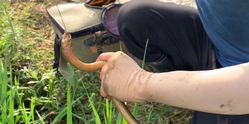 稻田钓鱼的最佳技巧与方法（提高成功率的关键秘诀和实用建议）