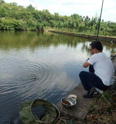 稻田河钓鱼技巧（掌握稻田河钓鱼的技巧，轻松享受丰收乐趣）