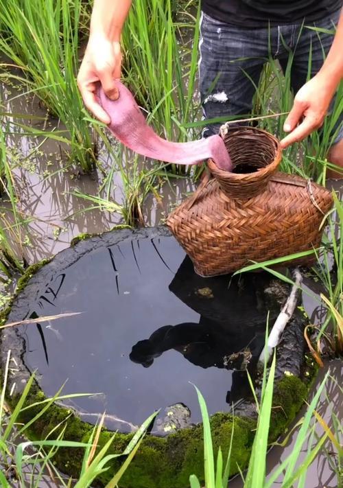 稻田排水沟钓鱼技巧（掌握稻田排水沟钓鱼的关键技巧）