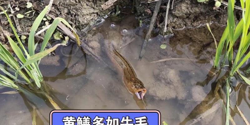 稻田排水沟钓鱼技巧（掌握稻田排水沟钓鱼的关键技巧）