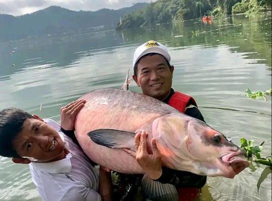 邓大师教你娴熟钓鱼的技巧（钓鱼技巧的精髓从邓大师开始）